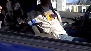 chien-loup rock and roll