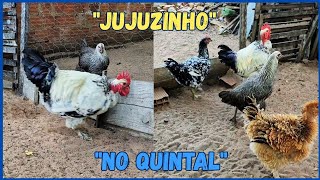Levei o FRANGO Caipira POLACO para o Quintal 