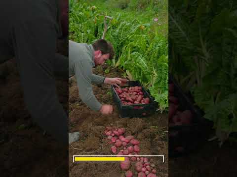 Grow Food in 20 Seconds: A Quick-Start Guide