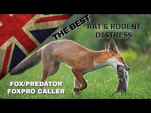 THE BEST! Fox Caller Sound - FoxPro Vermin Pest Control - Squeek Hunting Shooting Predator