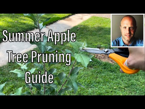 How to Summer Prune and Train Young Apple Trees