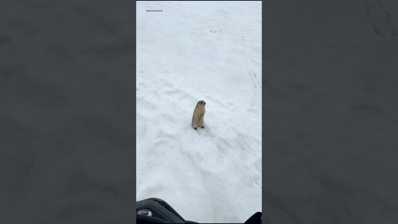 ��������� ����� �� ����� - ��� ������ ����