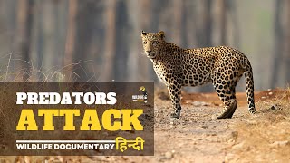 Predators Attack 2 - हिन्दी डॉक्यूमेंट्री | Wildlife documentary in Hindi