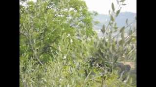 preview picture of video 'Toscana - Buggiano - Olivanda Bed and Breakfast 2 giu 2011.avi'