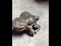 LUCU BANGET KATAK NANGIS
