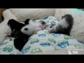 Cleo And The Cartoon Kittens Make A Run For It Sebastian