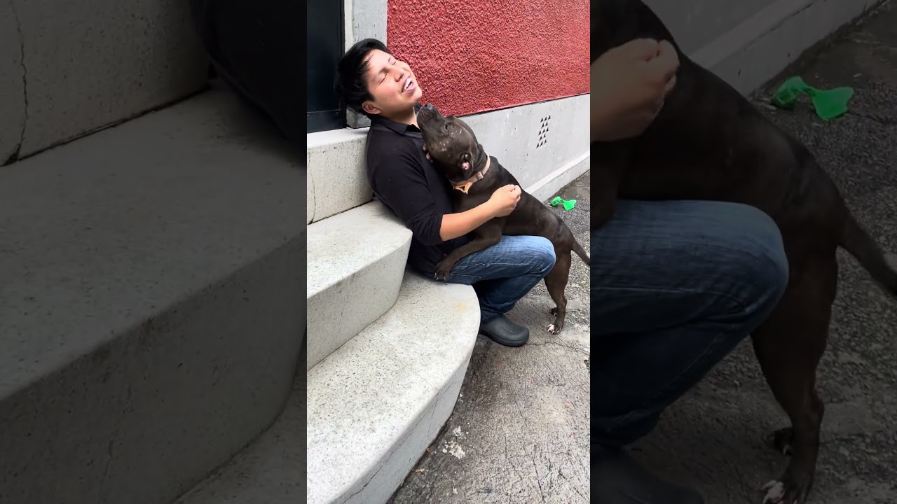 Enlarge DRILLA, a Adoptable mixed breed in Langley, BC video 4/6
