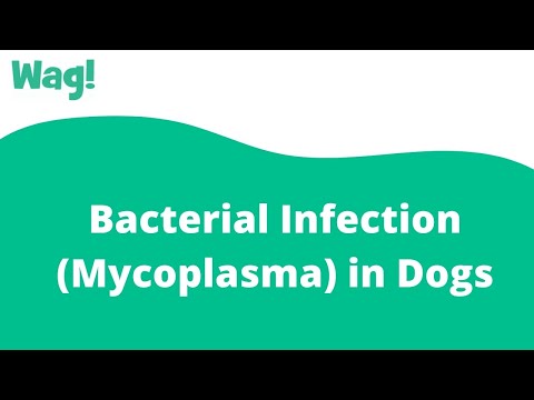 Bacterial Infection (Mycoplasma) in Dogs | Wag!