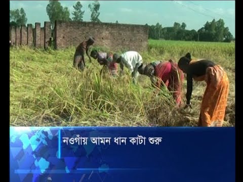নওগাঁয় আমন ধান কাটা শুরু
