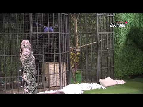 Zadruga 5 - Dalila vilenila po imanju, pa se sakrila od svih zadrugara - 08.04.2022.