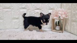 チワワ（ロング）の動画01