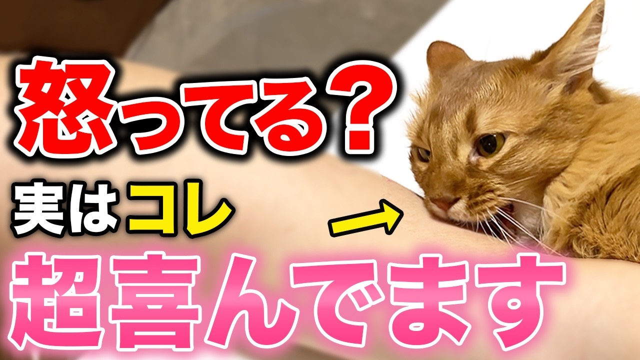 怒っているように見えて実は猫が喜んでいる行動14選【意外な猫の本音】