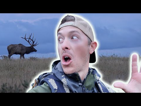 My Best Hour of Elk Hunting | Bugle Fest!