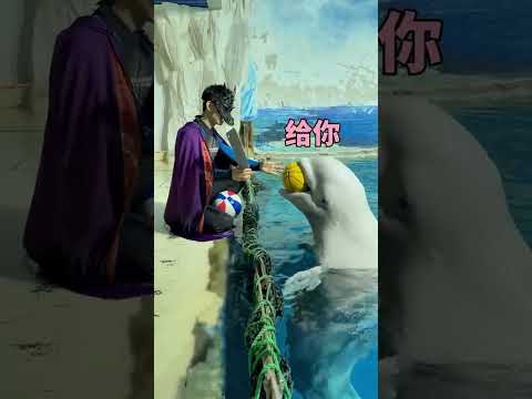 扮劫匪打劫白鯨冰冰，誰曾想是這結局！ #藍色治癒 #白鯨冰冰 #白鯨有多聰明 #神奇動物在這裡 #長沙海底世界