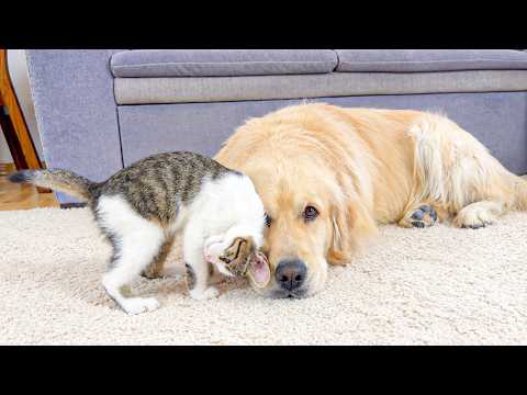 YouTube 썸네일