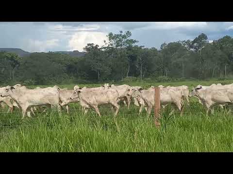 Novilhas da fazenda Rio Vermelho em Recursolandia no Tocantins. Filhas do Round 2L