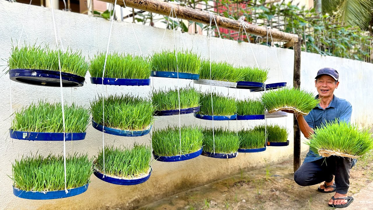 Super Easy To Grow With Just Water! No Soil Needed – Try It Now To See The Results!