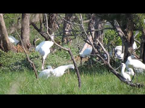 黑面琵鷺梳理羽毛影像(攝影者黃月英)