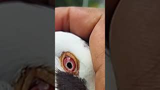 Download lagu Mitos mata putih pada merpati kolong mp3