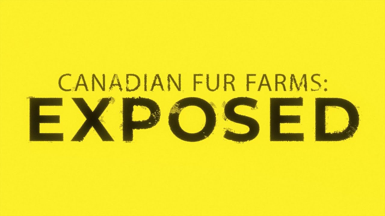 Canadian Fur Farming Exposed