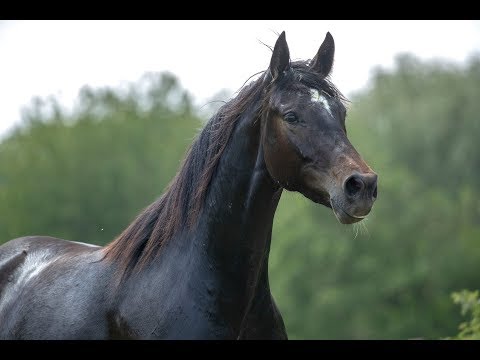 Schwarzbraune Stute Glanz und Gloria von Grey Flanell aus der Sissi