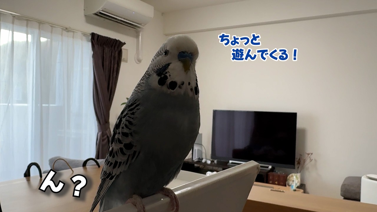 「遊んでくる」と言ったジャンボ君の向かった先は…？【インコのお喋り】