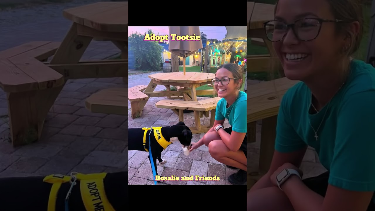 Enlarge Tootsie, a ADOPTABLE mixed breed in Milton, FL video 6/6