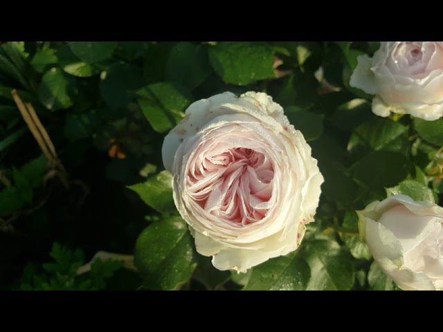 Очень красивые розы: &quot;Стефания Баронин&quot; и &quot;Герцогиня Кристина&quot;