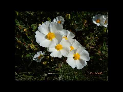 Cistus salviifolius, common names sage-leaved rock-rose, salvia cistus or Gallipoli rose