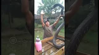 Download lagu TRAGIS‼️Pria di Trenggalek Tewas Dipatuk Ular #KingCobra peliharaan #videoviral #shorts mp3