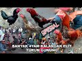 Tanah Merah Saturday Chicken Market Madura Lots Of Premium Quality Bangkok Chickens