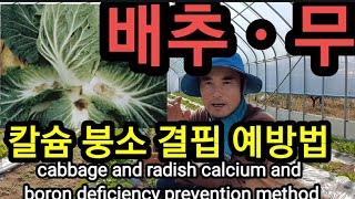 배추ㆍ무 무르거나 썩는 이유? 칼슘붕소결핍 예방법이 따로 있나?cabbage and radish calciu…