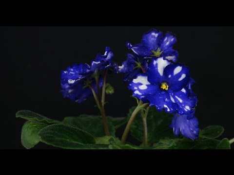 Saintpaulia ionantha - Usambaraveilchen, African Violet