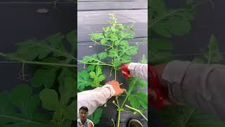 Download lagu Tips for growing watermelons for Tet to produce lots of fruit #agriculture mp3