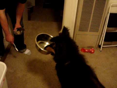 Champ at 6 mos 034