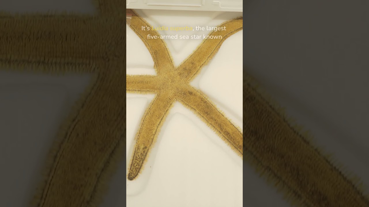 Giant Sea Star!