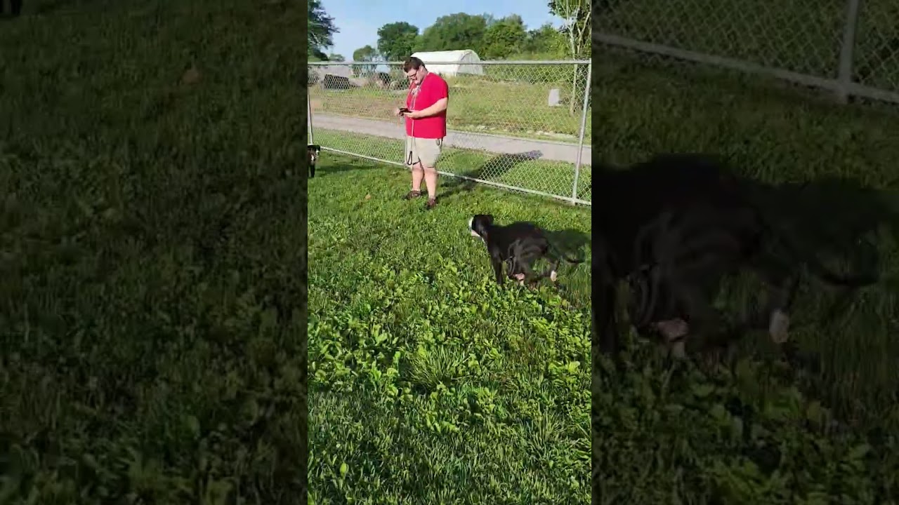 Enlarge Apollo, an adopted mixed breed in Mount Carmel, IL video 4/6