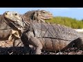 Feuding Iguanas and Giant Rodents Rule This Cuban Island