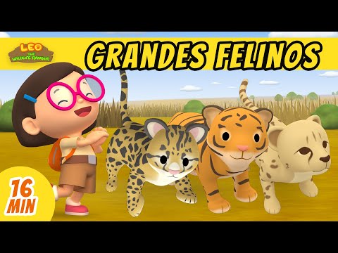 Grandes Felinos Episodio Compilación (Español) - Leo, El Explorador | Animación - Familia - Niños
