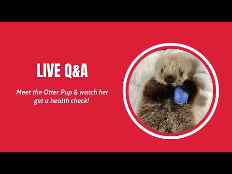 IG 現場問答：認識水獺幼崽和馬蒂博士 (IG Live Q&A: Meet the Otter Pup and Dr. Marty)