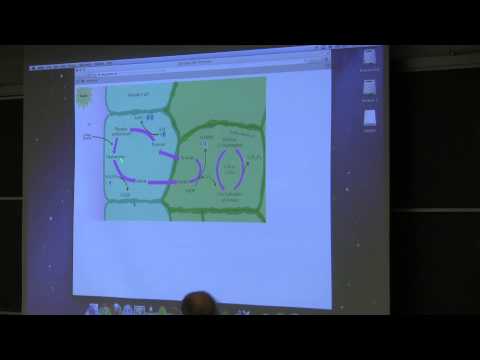 Kevin Ahern's BB 350 (Photosynthesis & Nitrogen I) 2014 - #36