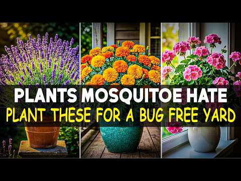 WANT A BUG-FREE YARD THIS SUMMER? TRY THESE 15 MOSQUITO-REPELLENT PLANTS