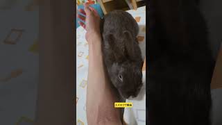 【癒やしウサ動画】遊び方が激しいウサ可愛い♡#うさぎ #shorts