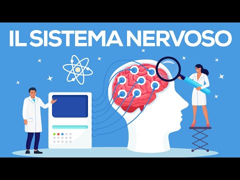 The nervous system in primary school. The central and peripheral nervous system for middle school.