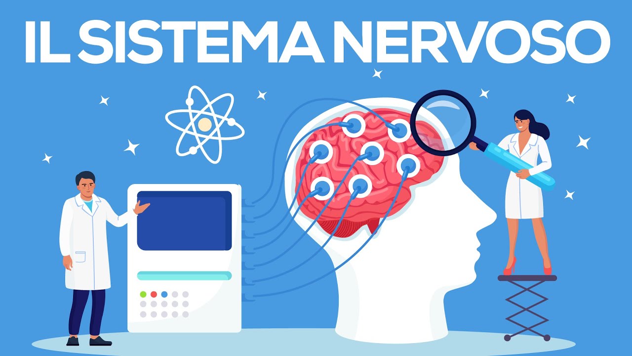 Il sistema nervoso scuola primaria. Il sistema nervoso centrale e periferico per la scuola media.