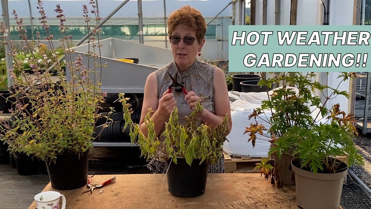 Grow Like The Pros: Cutting Back Plants In Hot Weather (Melittis, Nepeta, Geraniums, Salvias)