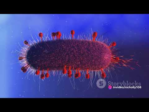 What Is... The Red Queen Hypothesis?