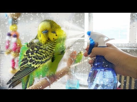 download lagu mp3 mp4 Budgie Bath, download lagu Budgie Bath gratis, unduh video klip Budgie Bath