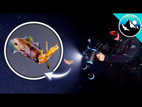 天啊！我拍了一個外星人嗎？ (HOLY COW! Did I Film an ALIEN?!)