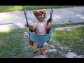 Dogs Who Love Swings